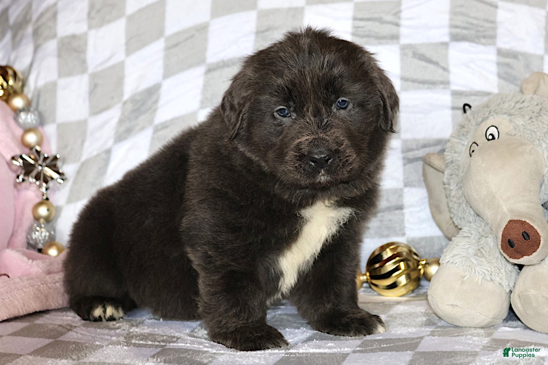 Newfoundland dogs for sale: Dolly - Ad 5