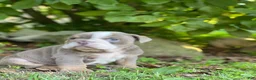 English Bulldog dogs for sale: SQUISHY PAWS - Ad 6