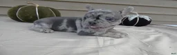 French Bulldog dogs for sale: French Bulldog 2 King - Ad 4