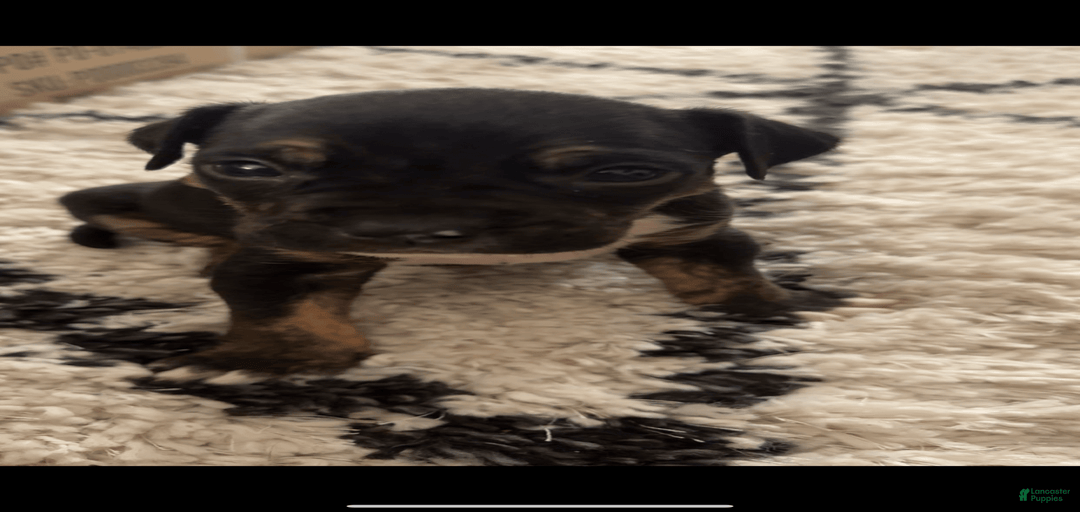 Gallery Image {{count}}