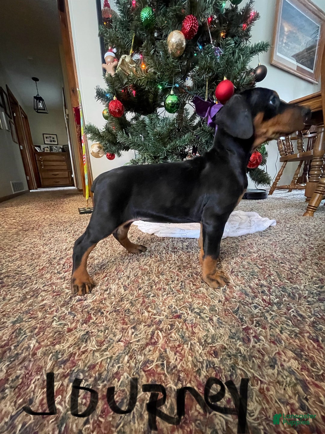 Doberman Pinscher dogs for sale: Journey - Ad 6