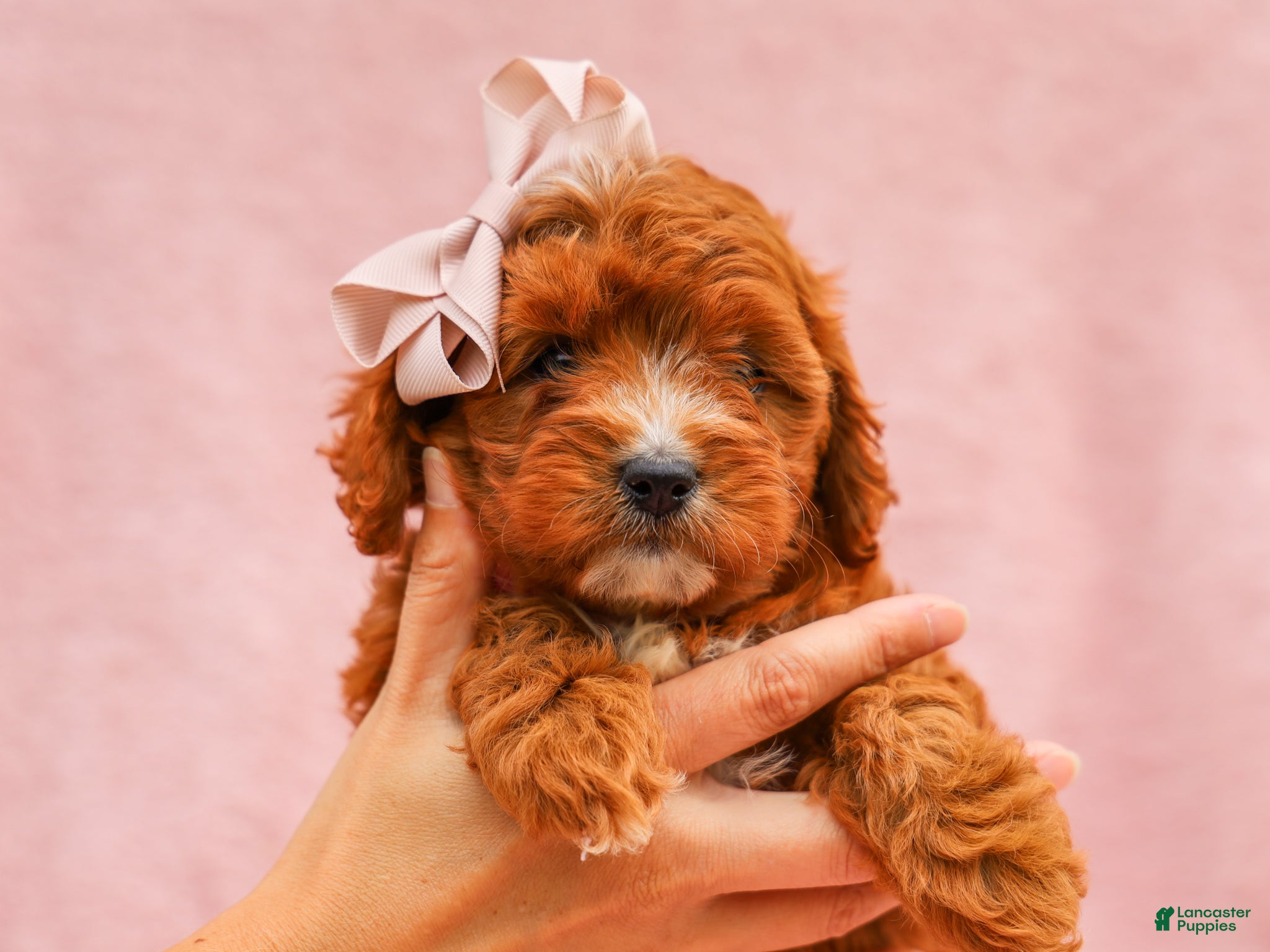 Cavapoo dogs Raine Cavapoo Pup - Ad 2
