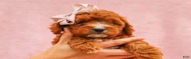 Raine Cavapoo Pup