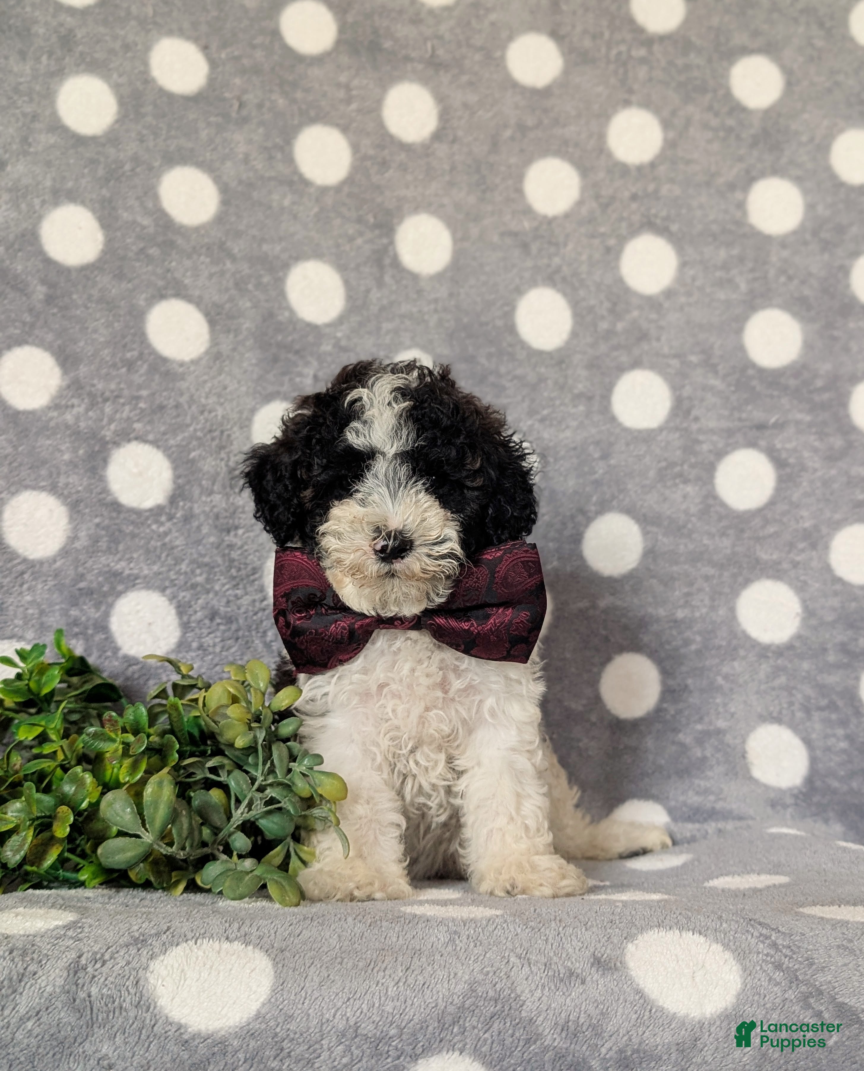 Toy Poodle dogs Sumner - Ad 2