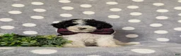 Toy Poodle dogs for sale: Sumner - Ad 2