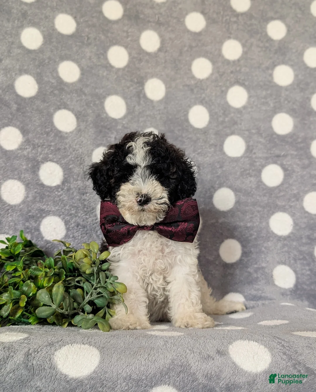 Toy Poodle dogs for sale: Sumner - Ad 2