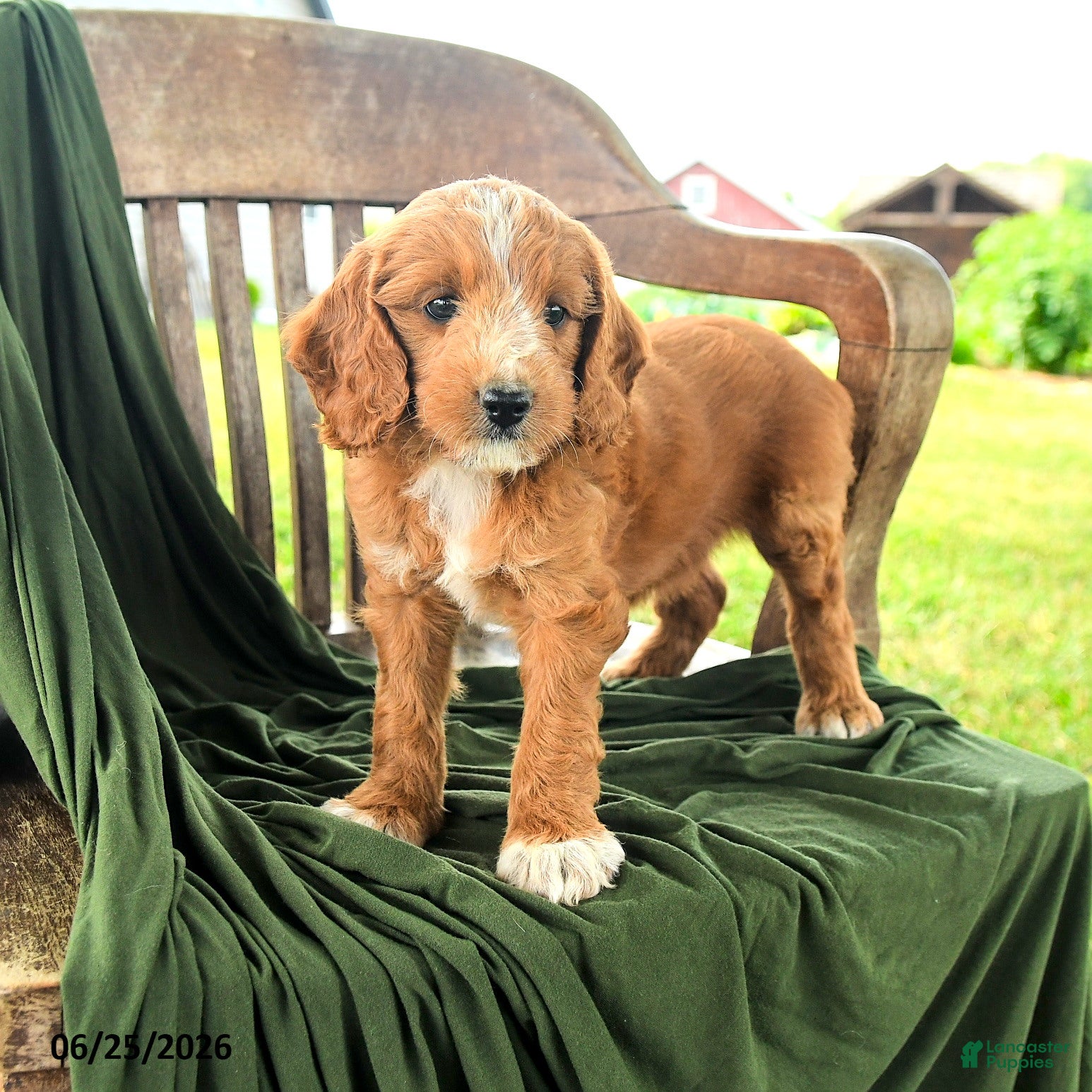 Goldendoodle dogs Brietta - Ad 2