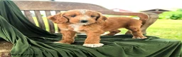 Goldendoodle dogs for sale: Brietta - Ad 2