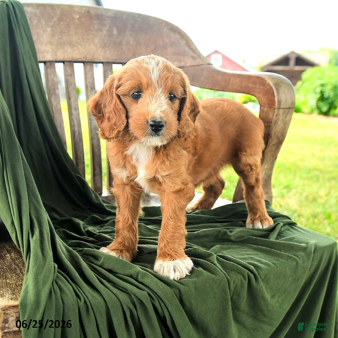 Goldendoodle dogs for sale: Brietta - Ad 2