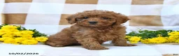 Cockapoo dogs for sale: Melody - Ad 4