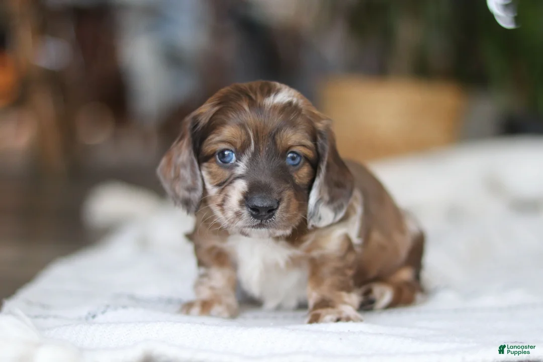 Miniature Dachshund dogs for sale: Keilbasa - Ad 9