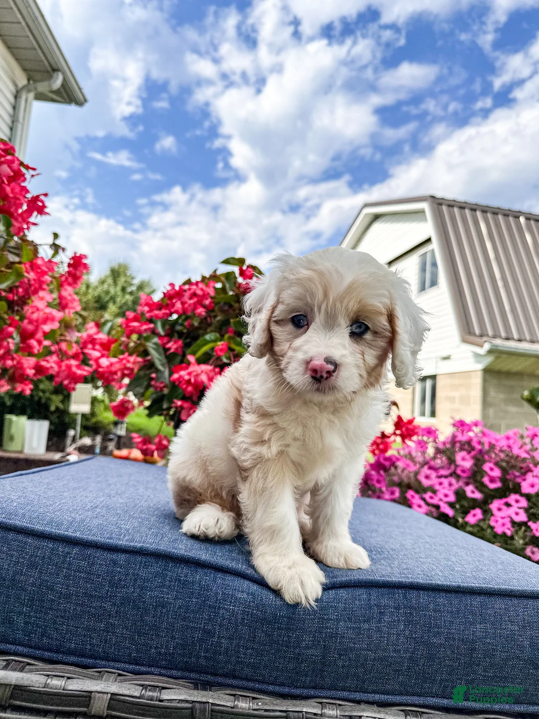 Cavapoo dogs for sale: Beau - Ad 10