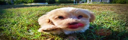 Havapoo dogs for sale: Loki-Sale!!! - Ad 7