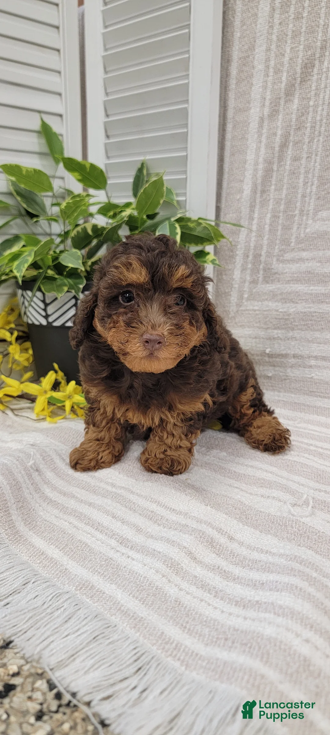 Toy Poodle dogs for sale: Benny - Ad 9