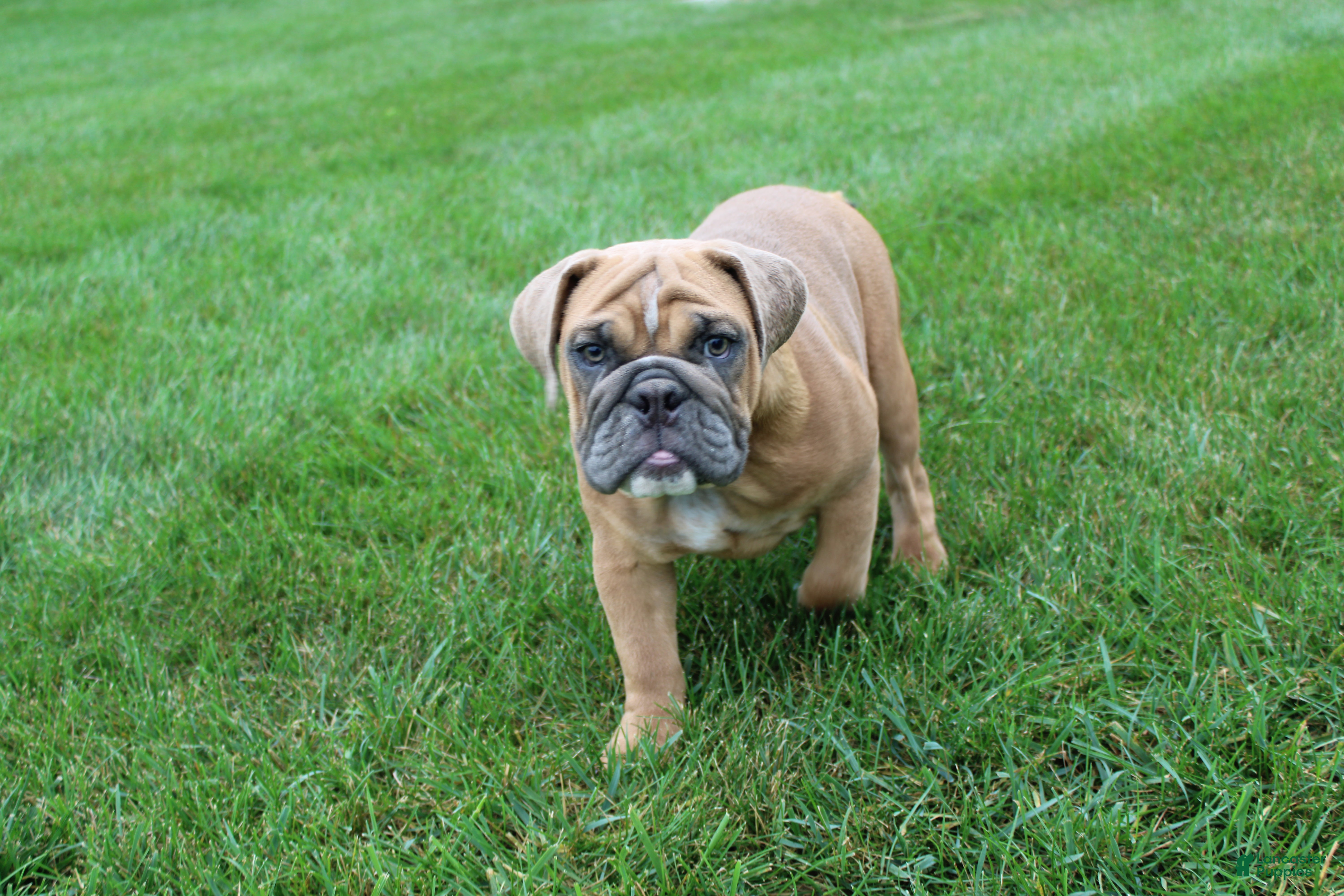 English Bulldog dogs Debbi - Ad 1