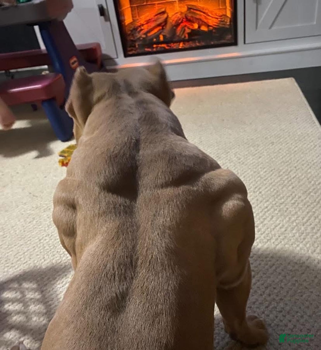 American Bully dogs for sale: Versace - Ad 4