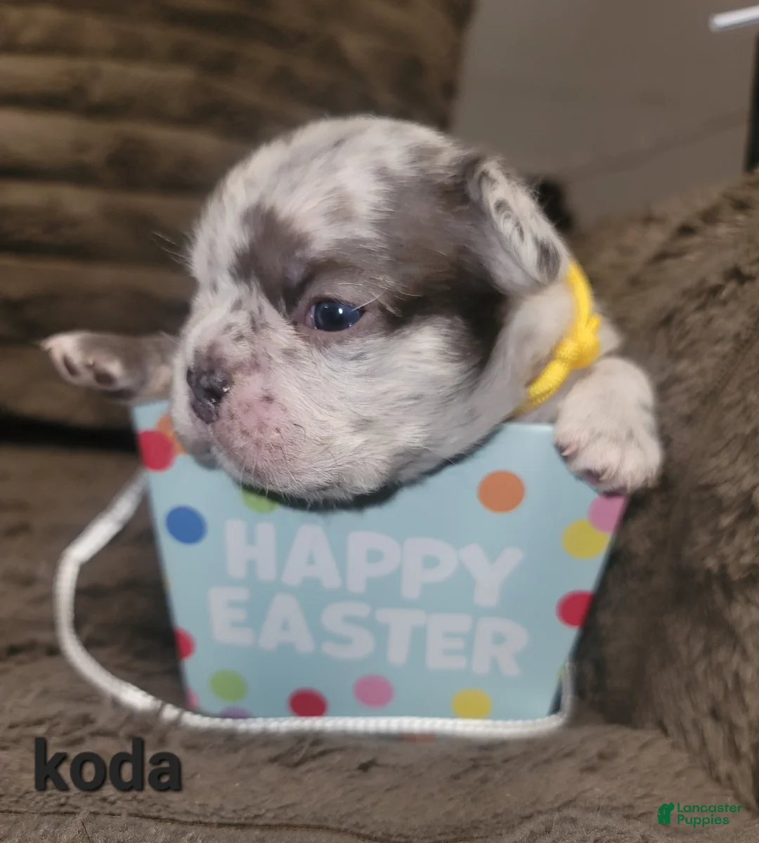 French Bulldog dogs for sale: Koda  - Ad 2
