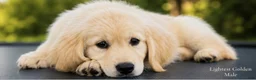 Golden Retriever dogs for sale: Golden Retriever 1 - Ad 3