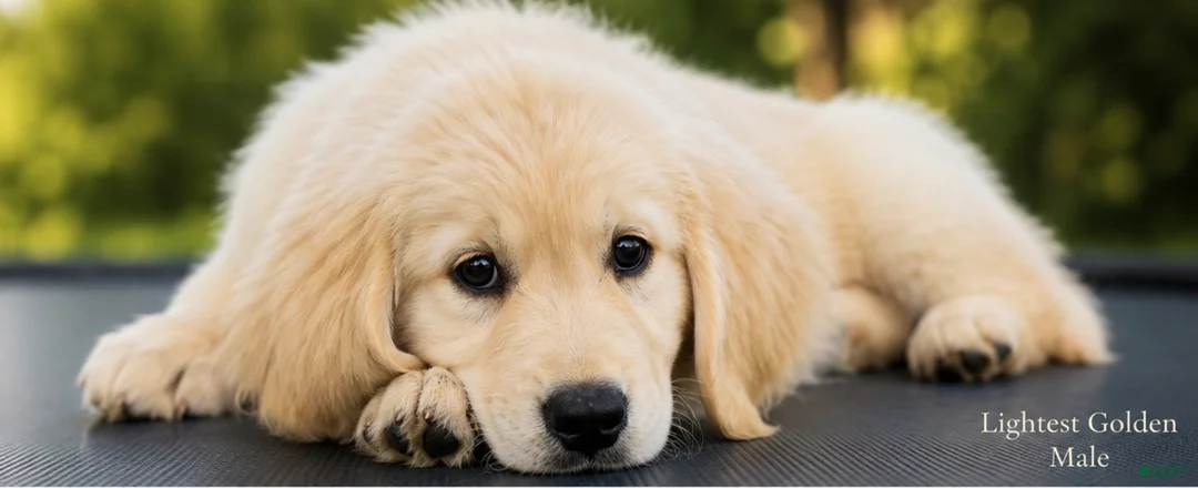 Golden Retriever dogs for sale: Golden Retriever 1 - Ad 3