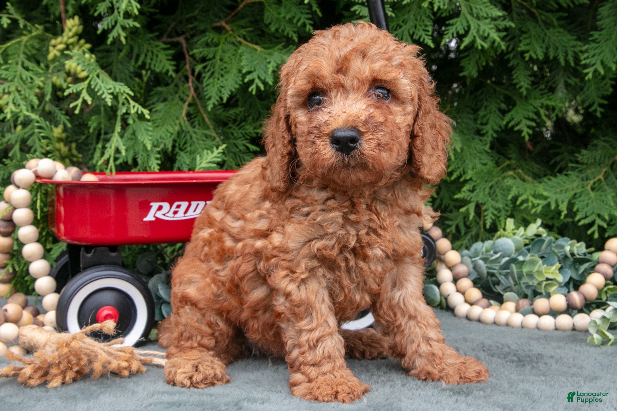 Miniature Poodle dogs for sale: Lorenzo - Ad 4
