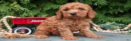 Miniature Poodle dogs for sale: Lorenzo - Ad 1
