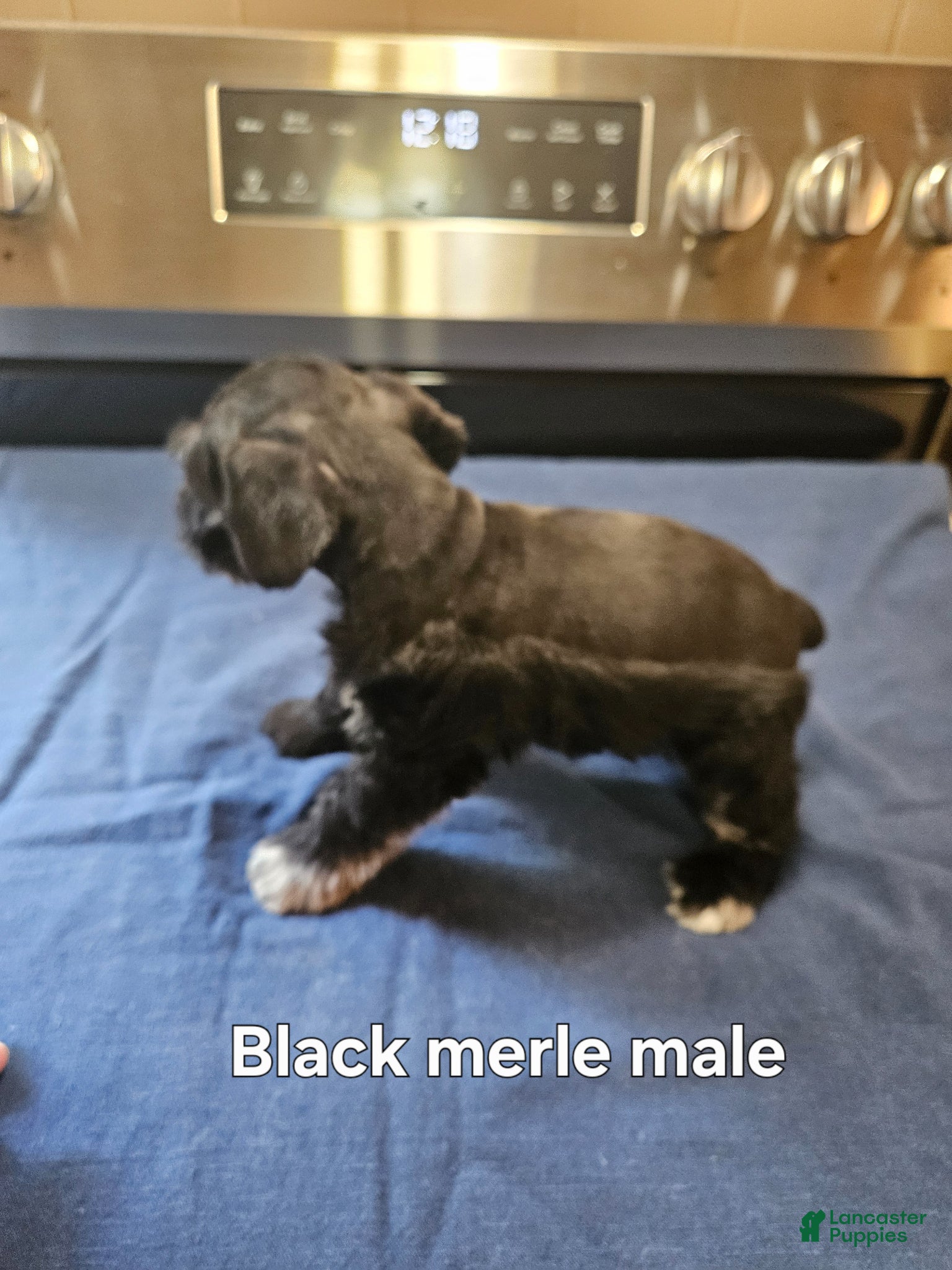 Miniature Schnauzer dogs Black merle male - Ad 2