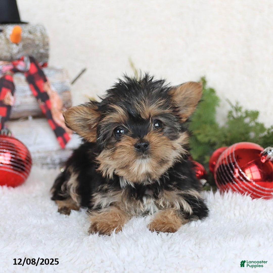 Yorkshire Terrier dogs for sale: Candy - Ad 5