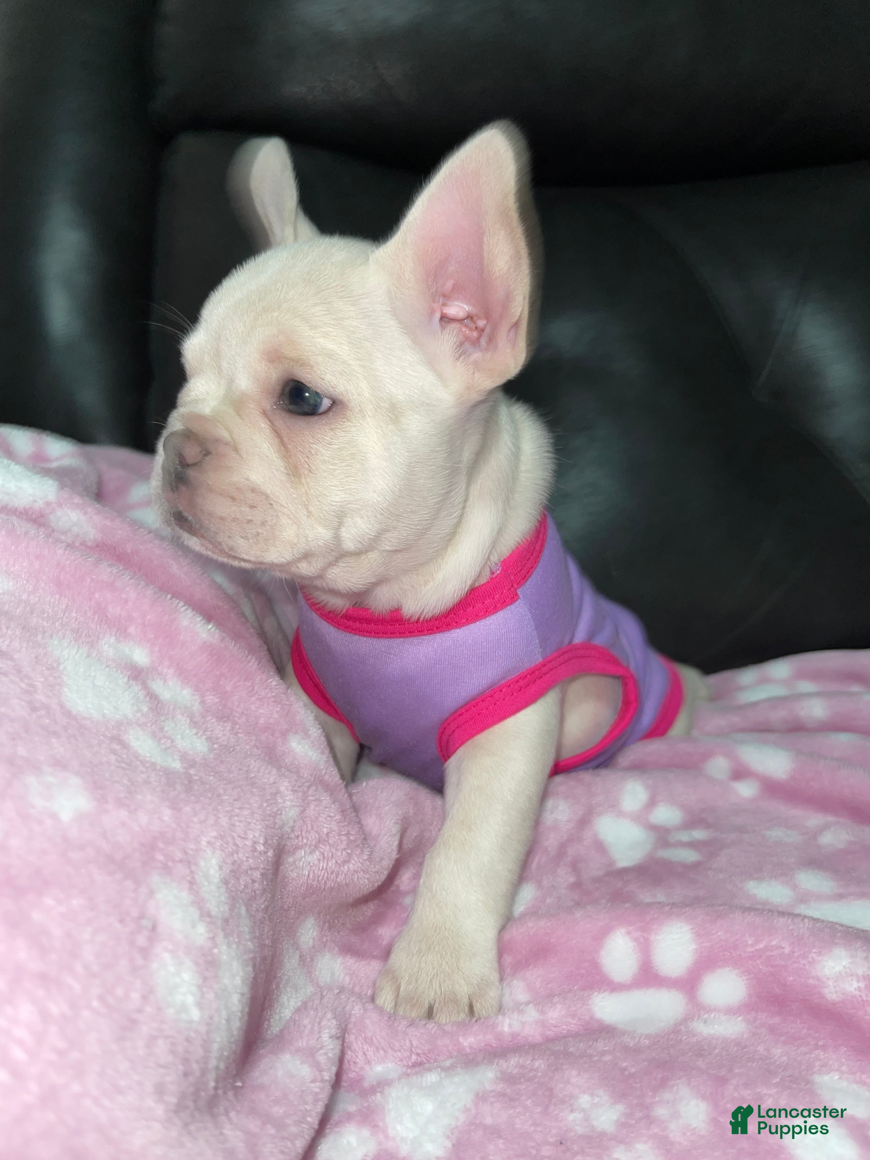 French Bulldog dogs Snowcake - Ad 2