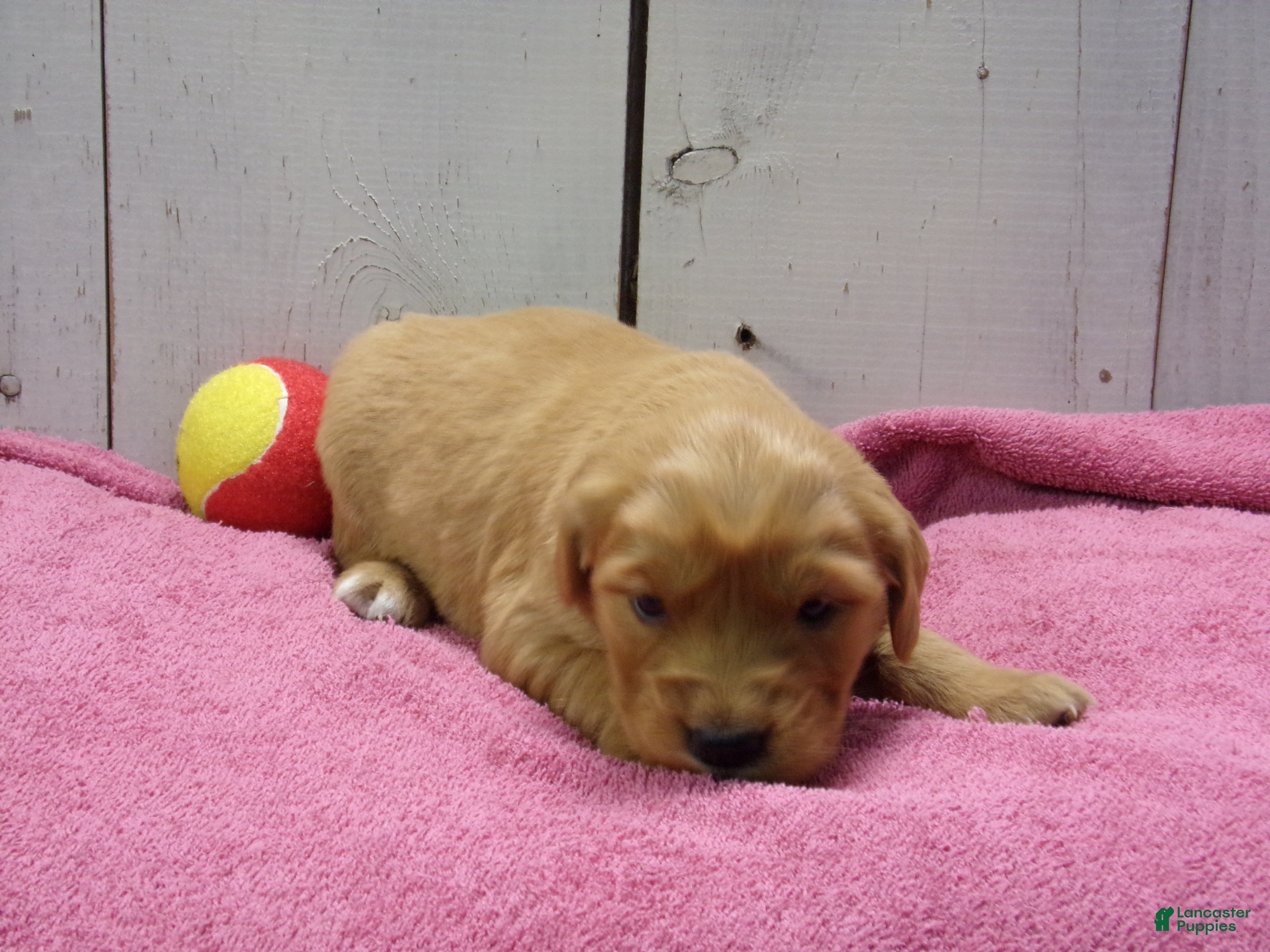 Golden Retriever dogs Bessie - Ad 1