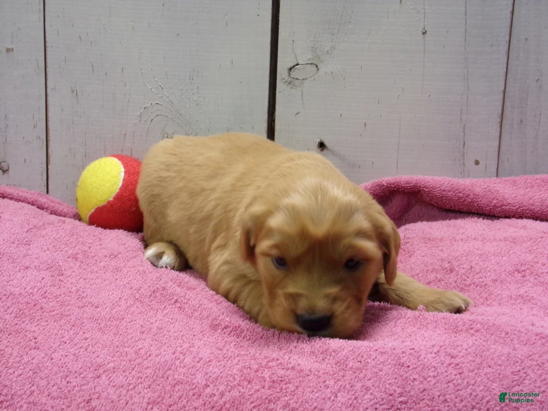 Golden Retriever dogs for sale: Bessie - Ad 1