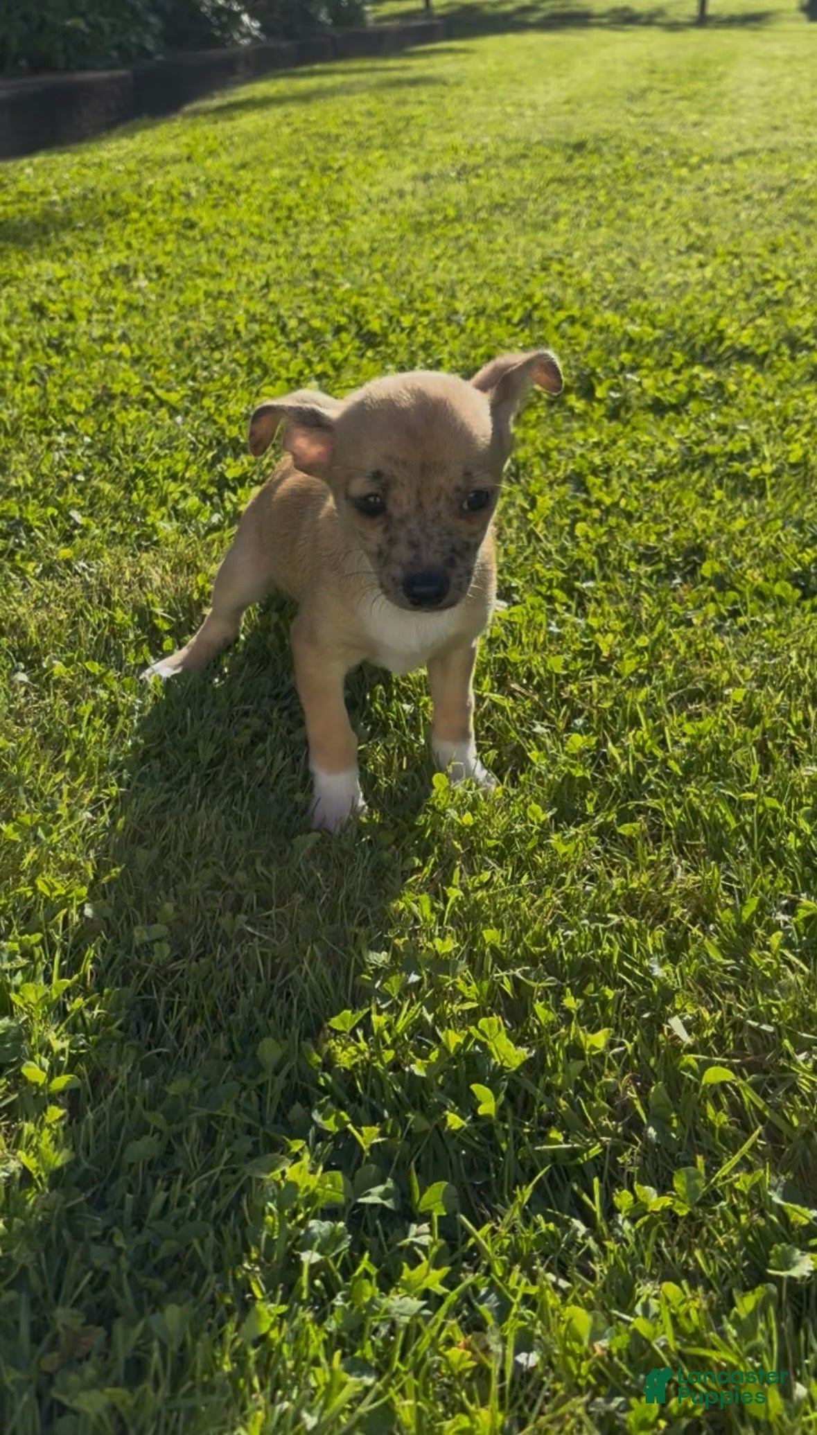 Chiweenie dogs Mai Tai  - Ad 1