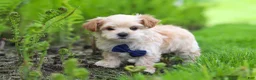 Maltipoo dogs for sale: Copper - Ad 6