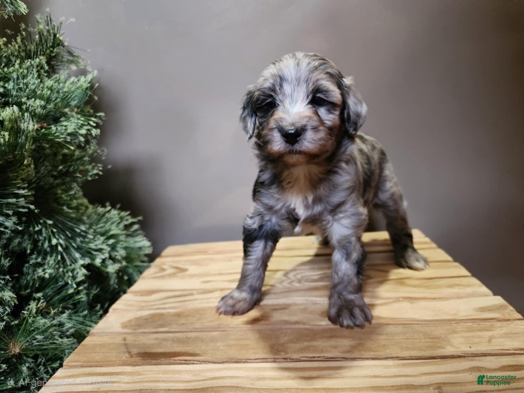 Mini Bernedoodle dogs for sale: Blitz - Ad 13