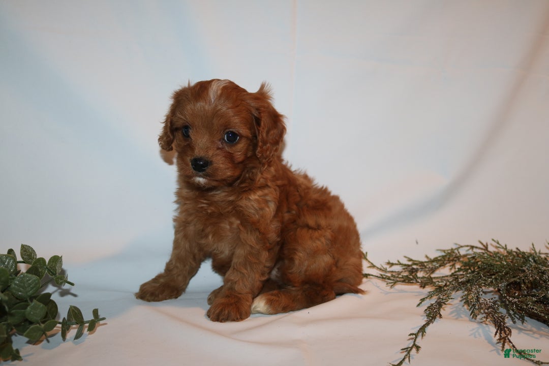 Cavapoo dogs for sale: Sue - Ad 3
