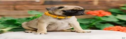 Pug dogs for sale: Sophie  - Ad 3