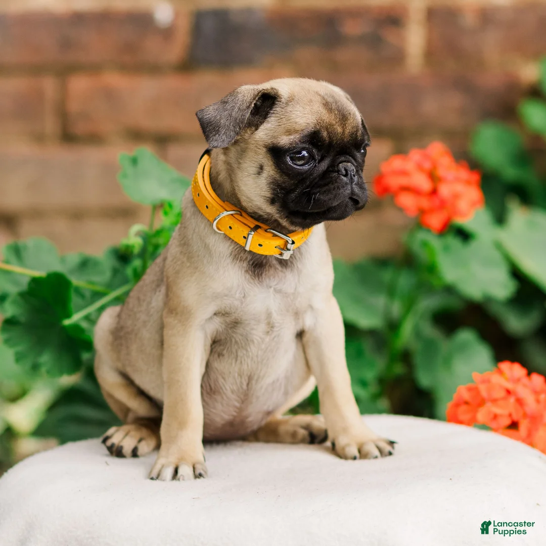 Pug dogs for sale: Sophie  - Ad 3