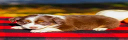 Miniature Australian Shepherd dogs for sale: Anna - Ad 3