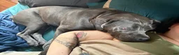 Cane Corso dogs for sale: Lily - Ad 3