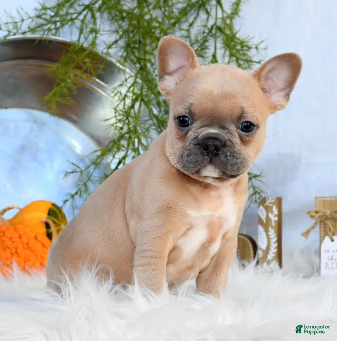 Gallery Image {{count}}