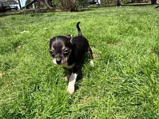Chihuahua dogs Darin - Ad 2