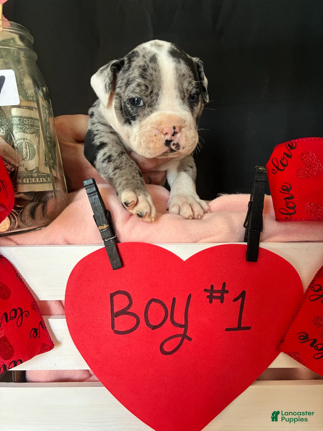 Olde English Bulldogge dogs for sale: Olde English Bulldogge Puppy 1 - Ad 6