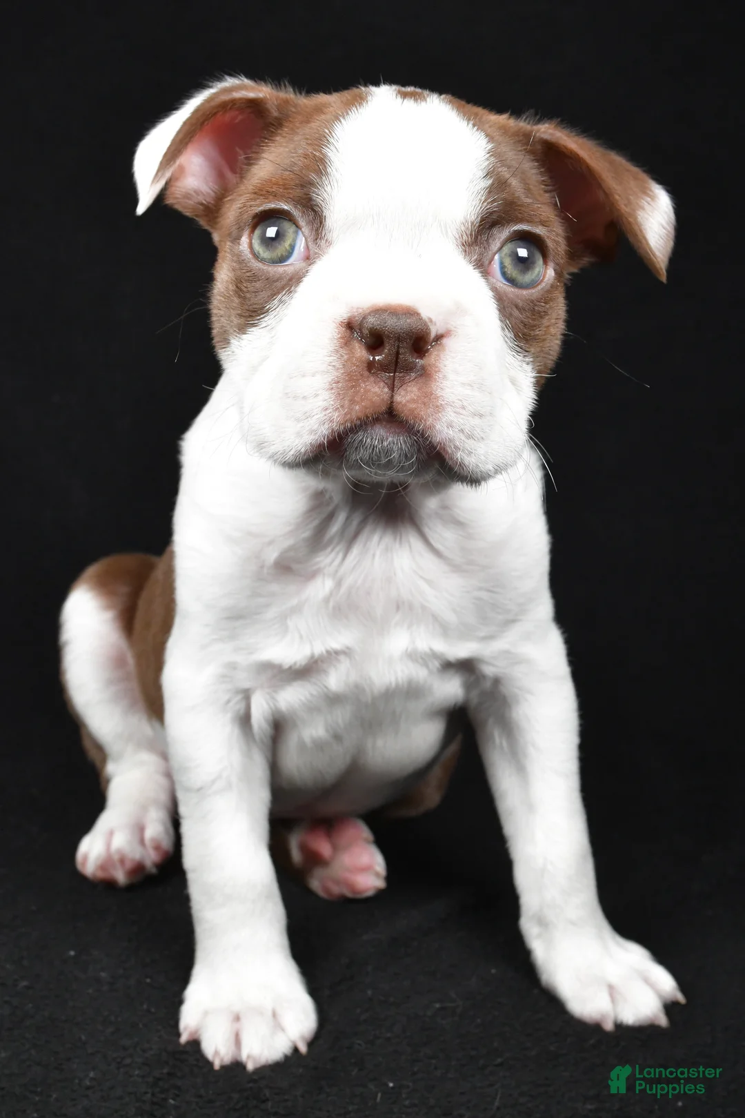 Boston Terrier dogs for sale: Harvey - Ad 7