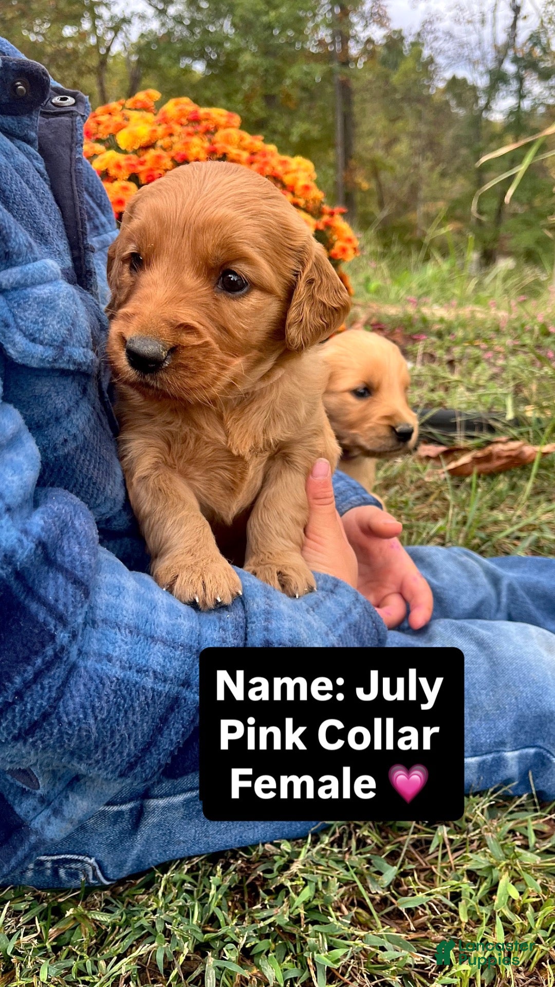 Golden Retriever dogs Golden Retriever July - Ad 2