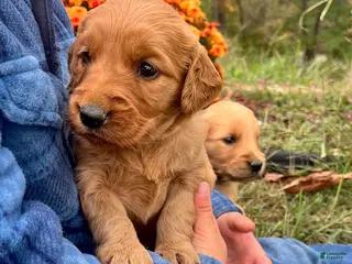 Golden Retriever dogs Golden Retriever July - Ad 2