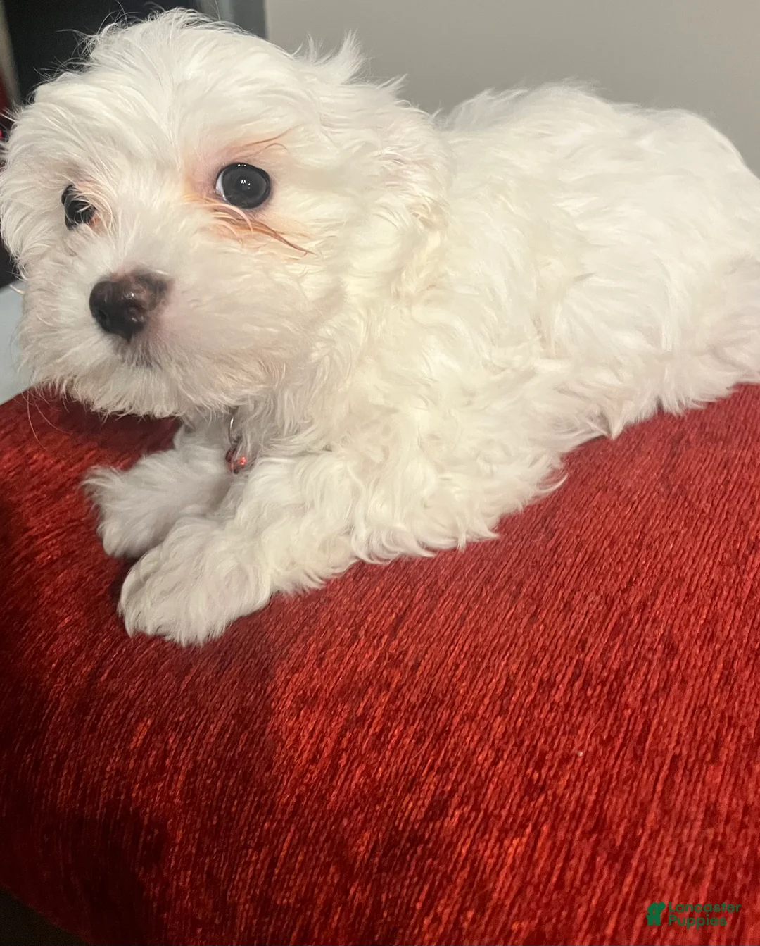 Mixed Breed dogs for sale: Mixed Breed Puppy 3 Frosty - Ad 2