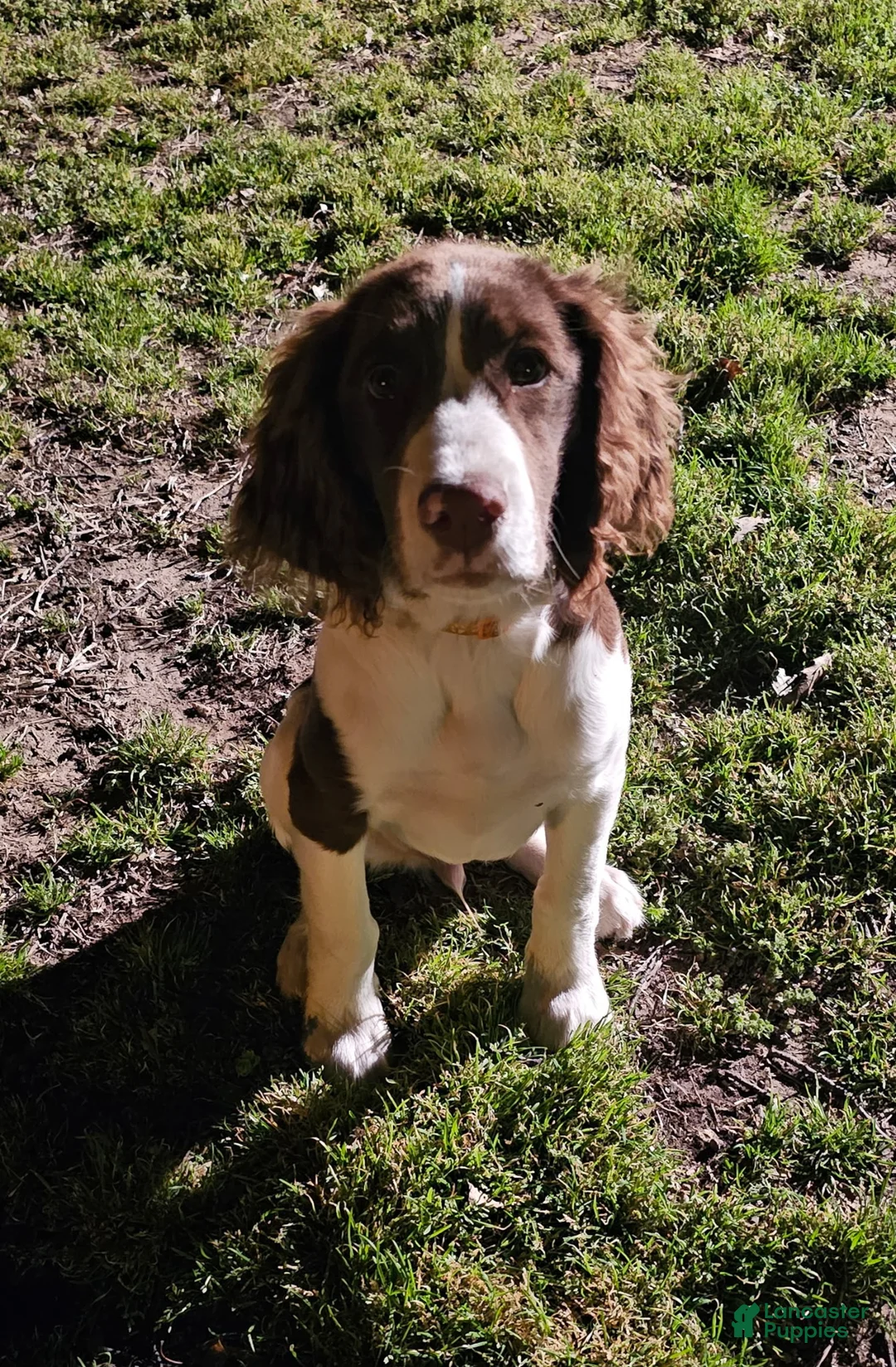 Gallery Image {{count}}