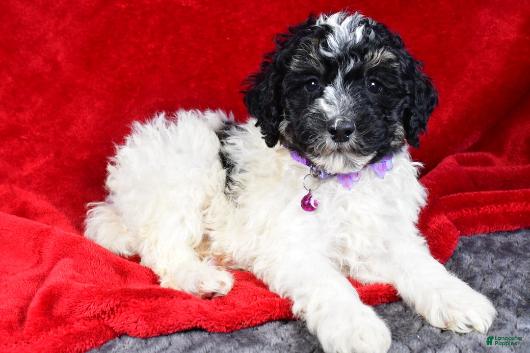 Miniature Poodle dogs for sale: Ernest - Ad 9