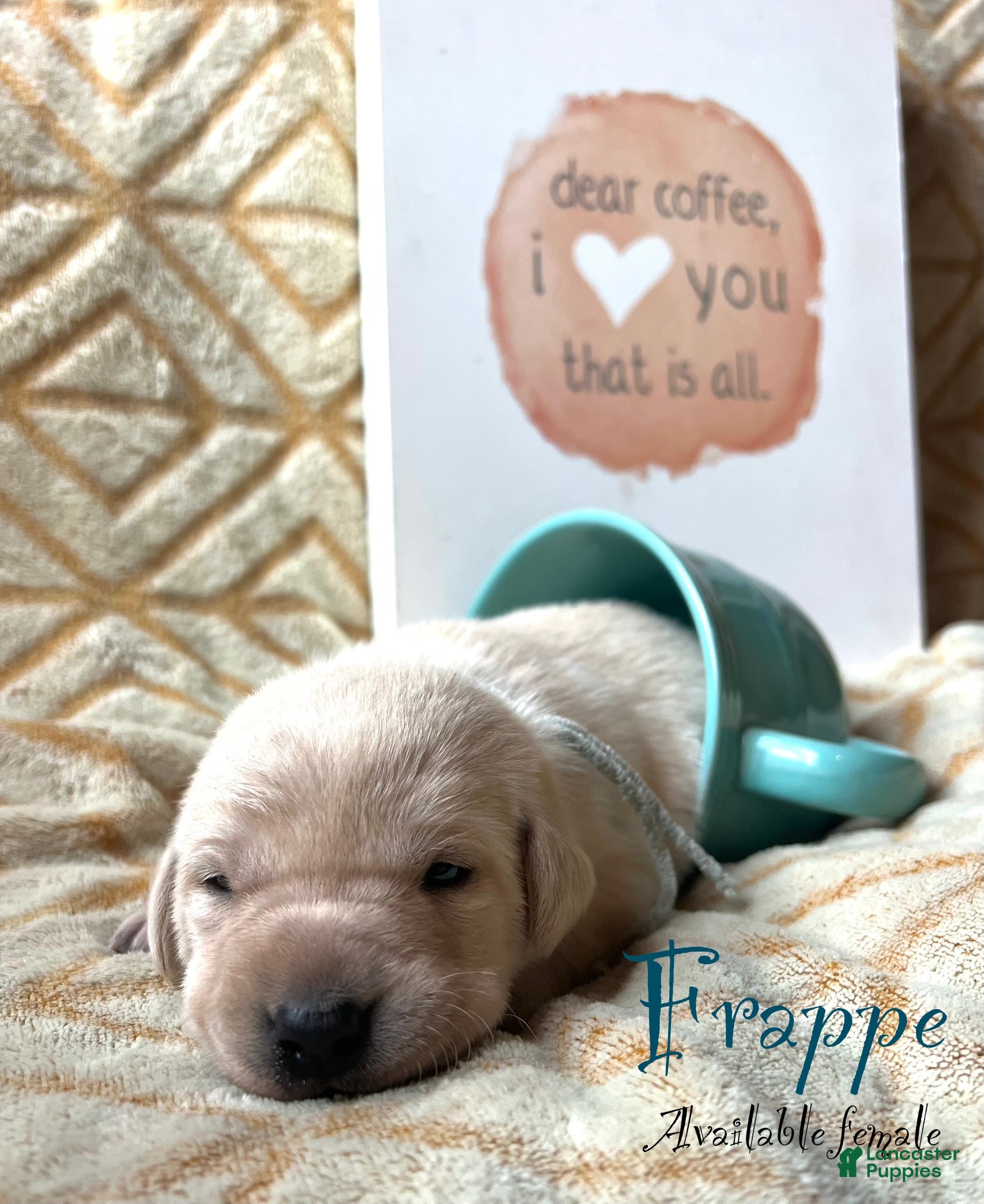 Labrador Retriever dogs Frappe - Ad 13