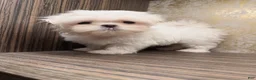 Maltese dogs for sale: Delia - Ad 4