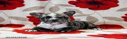 French Bulldog dogs for sale: Bella   - Ad 4